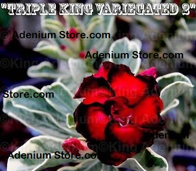(image for) Adenium Obesum 'Triple Variegated 2' 5 Seeds - Click Image to Close
